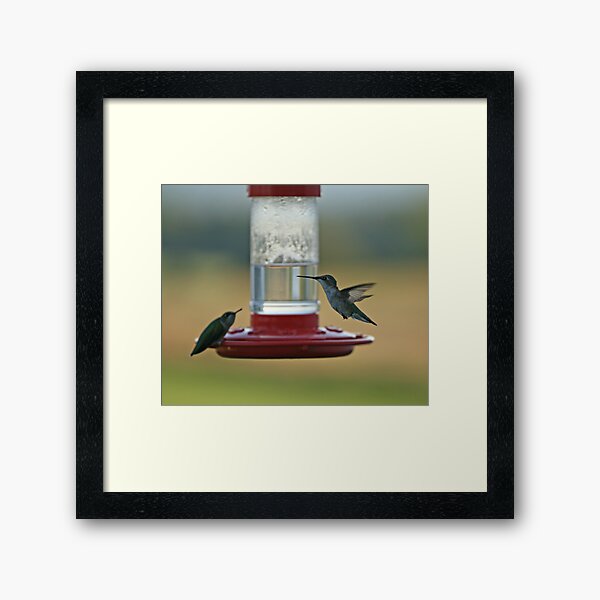 Two Birds With One Shot Framed Art Print