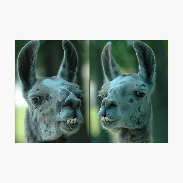 Usual Suspect 2 - Mug Shot Photographic Print