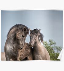 Konik Horses Poster