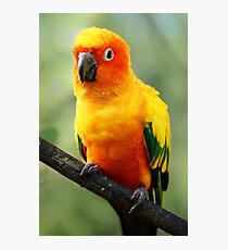 Sun Conure Photographic Print