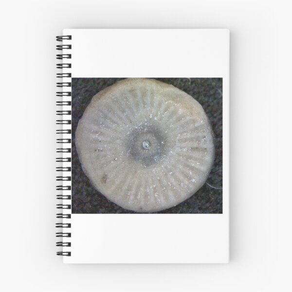 Item preview, Crinoid Ossicle designed and sold by Pr0teusUnbound.