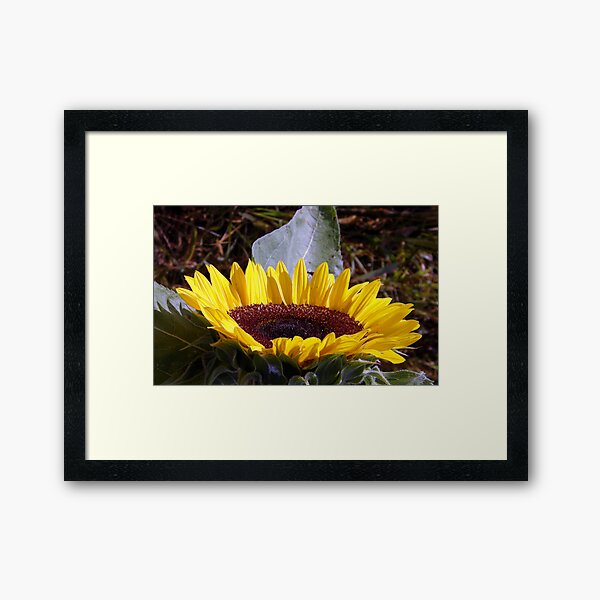 Sunflower Platter Framed Art Print