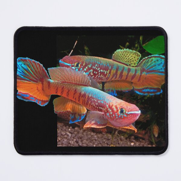 Item preview, Gularis Killifish designed and sold by killies.