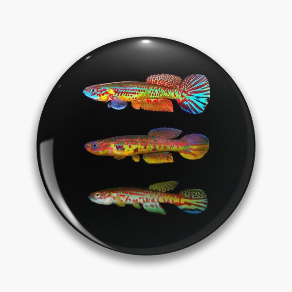 Item preview, Herzogi species group designed and sold by killies.