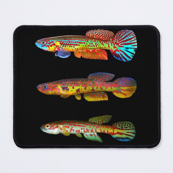 Item preview, Herzogi species group designed and sold by killies.