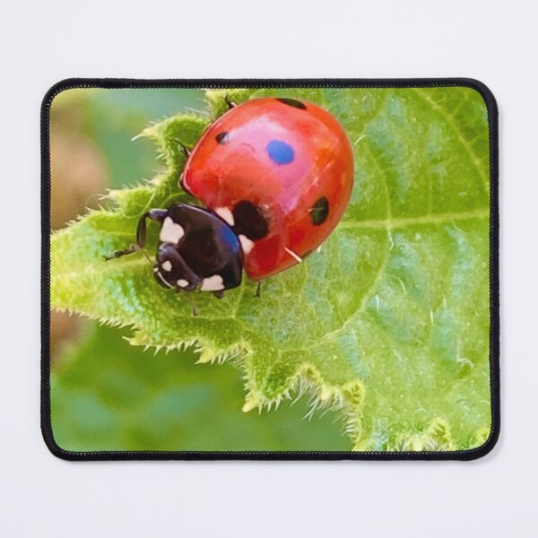 Item preview, Red Lady Bird Insect On Green Cucumber Leave Photography designed and sold by ZophiaSolaris.
