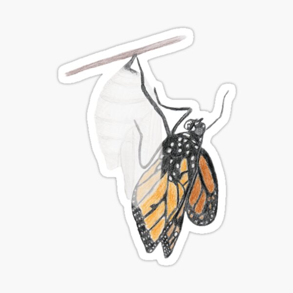 Monarch Butterfly emerging from its Chrysalis Sticker