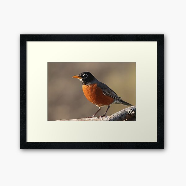 American Robin... Framed Art Print