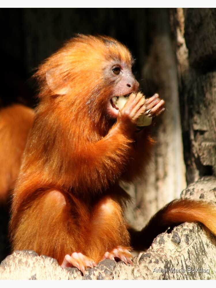 Golden Lion Tamarin by amb1946