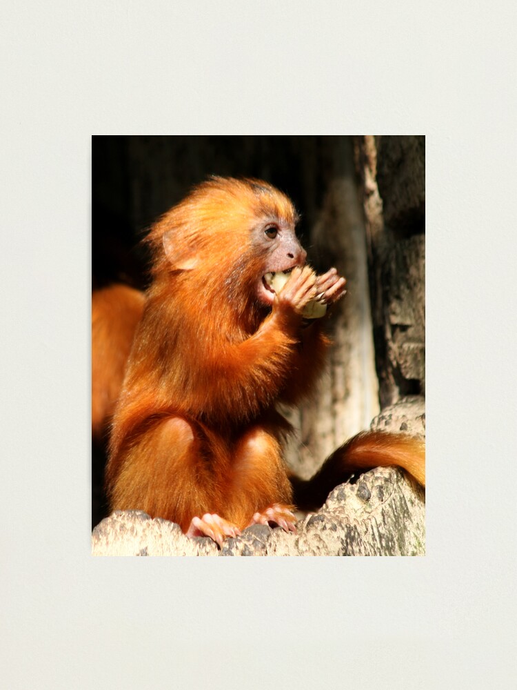 Alternate view of Golden Lion Tamarin Photographic Print
