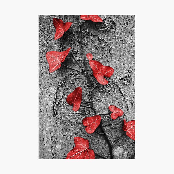 Natures Trimmings Photographic Print