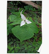 Trillium Poster