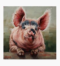 Friendly Pig Photographic Print