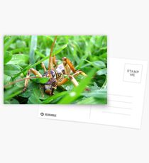 Tree Weta Postcards