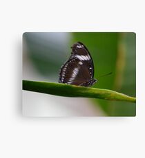 Perched Canvas Print