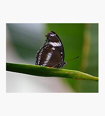 Perched Photographic Print