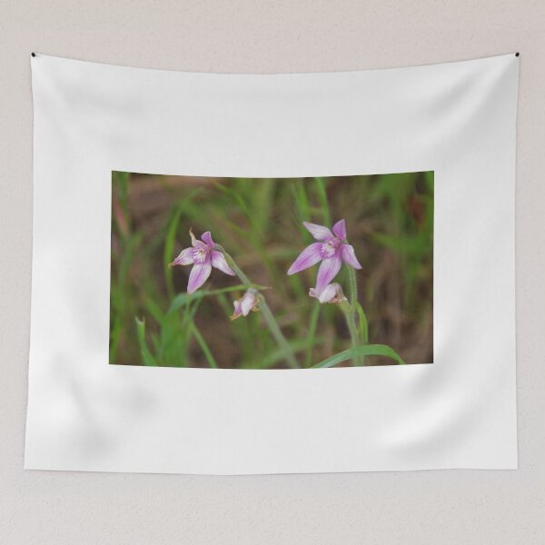 Item preview, Pink Fairy Orchid, Caladenia latifolia designed and sold by lezvee.