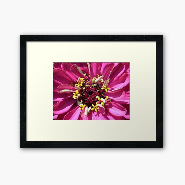 Macrozinnia Framed Art Print