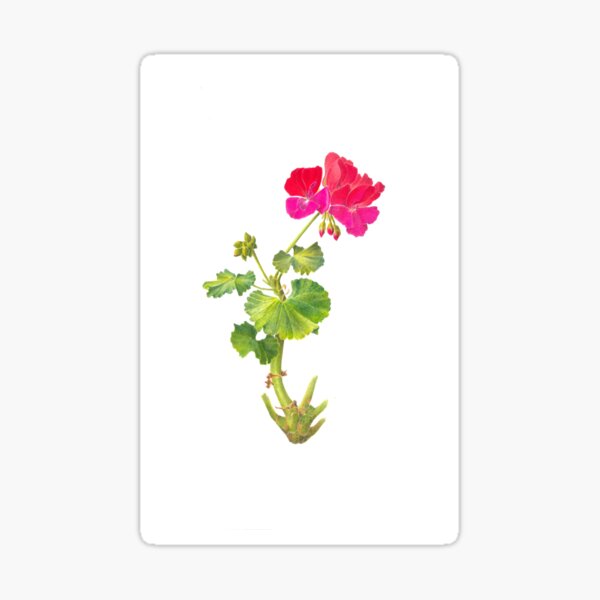 pink and red geranium drawing Sticker