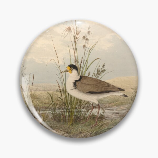 Item preview,  Neville HP Cayley  Masked Lapwing, Vanellus miles designed and sold by OldTimeArt.