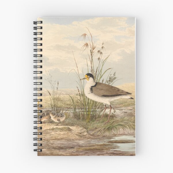 Item preview,  Neville HP Cayley  Masked Lapwing, Vanellus miles designed and sold by OldTimeArt.