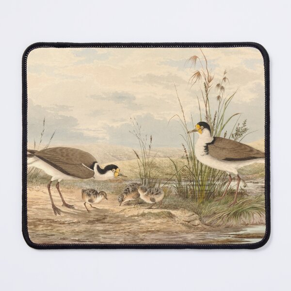Item preview, Neville HP Cayley Masked Lapwing, Vanellus miles designed and sold by OldTimeArt.
