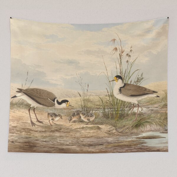 Item preview,  Neville HP Cayley  Masked Lapwing, Vanellus miles designed and sold by OldTimeArt.