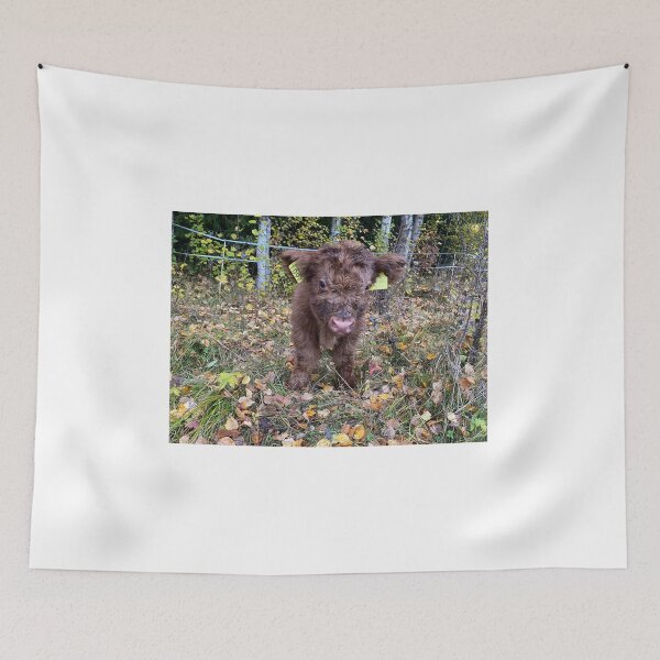 Item preview, Scottish Highland Cattle Calf 4109 designed and sold by SaarelaHighland.