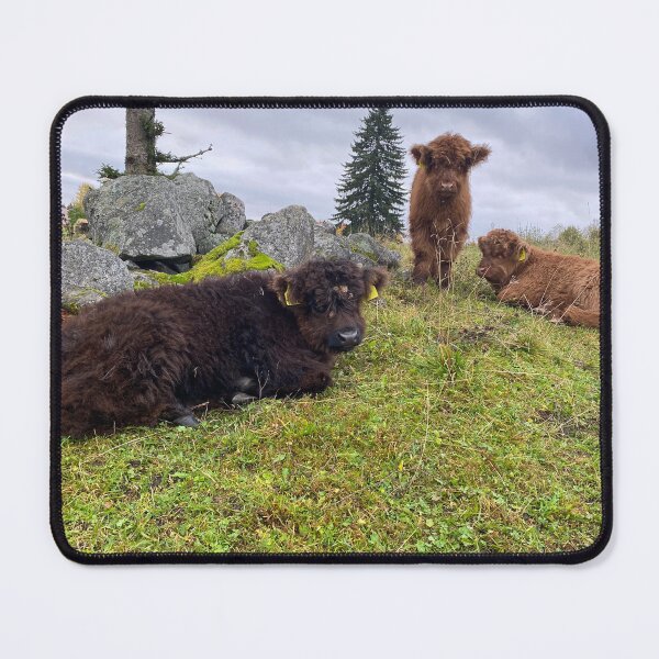Item preview, Scottish Highland Cattle Calves 4110 designed and sold by SaarelaHighland.