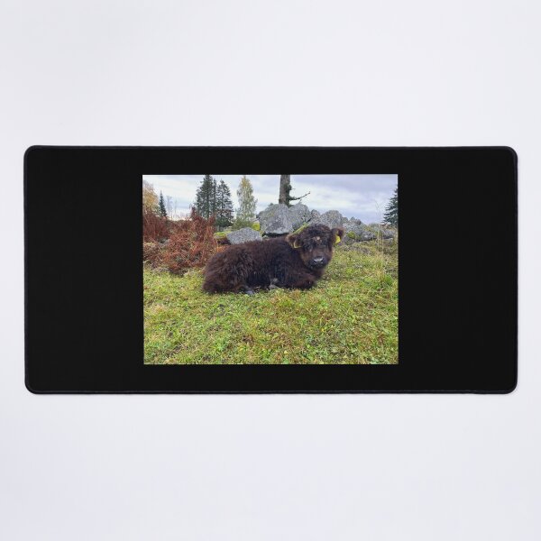 Item preview, Scottish Highland Cattle Calf 4111 designed and sold by SaarelaHighland.