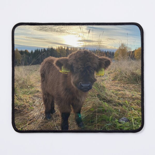 Item preview, Scottish Highland Cattle Calf 4119 designed and sold by SaarelaHighland.