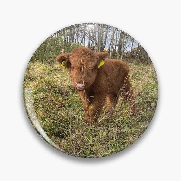 Item preview, Scottish Highland Cattle Calf 4121 designed and sold by SaarelaHighland.