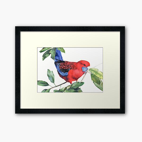 Crimson Rosella Framed Art Print