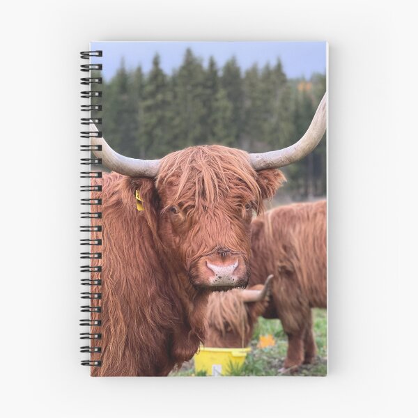 Item preview, Scottish Highland Cattle Cow 4127 designed and sold by SaarelaHighland.