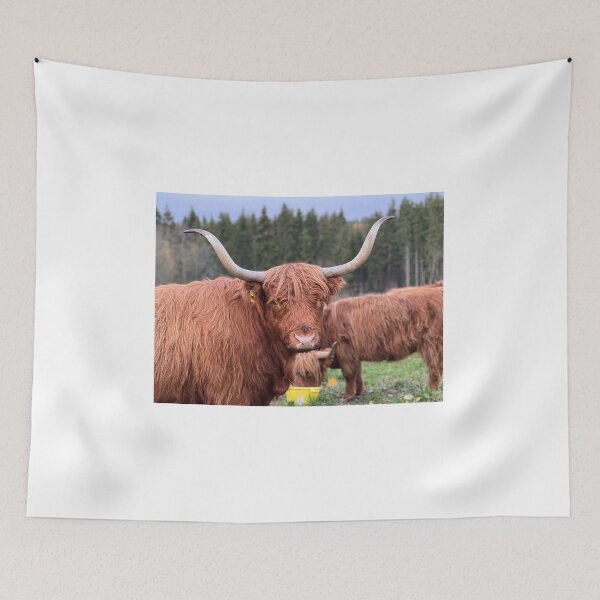 Item preview, Scottish Highland Cattle Cow 4127 designed and sold by SaarelaHighland.