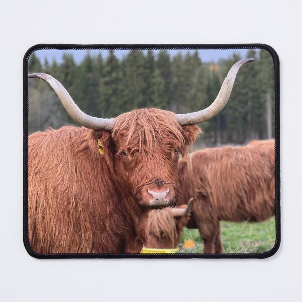 Item preview, Scottish Highland Cattle Cow 4127 designed and sold by SaarelaHighland.