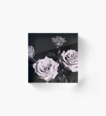 Lilac rose on black background Acrylic Block