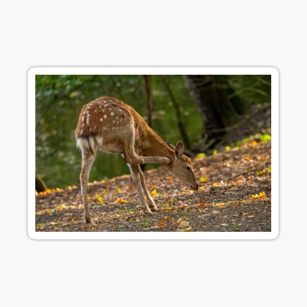 Deer Sticker