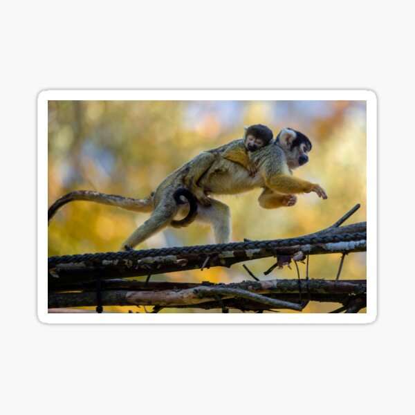 Mom and baby monkey Sticker