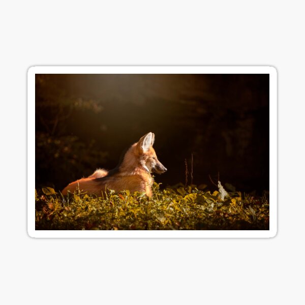 The fox Sticker
