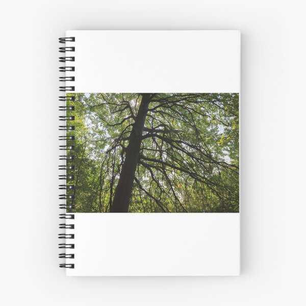 Item preview, Oak Tree on the Alder Trail - Akron, OH designed and sold by Jake Waller.