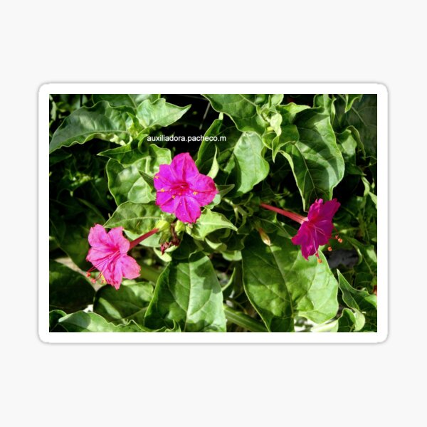 Dompedro rosa - Flor maravilla rosa - Pink mirabilis jalapa Pegatina