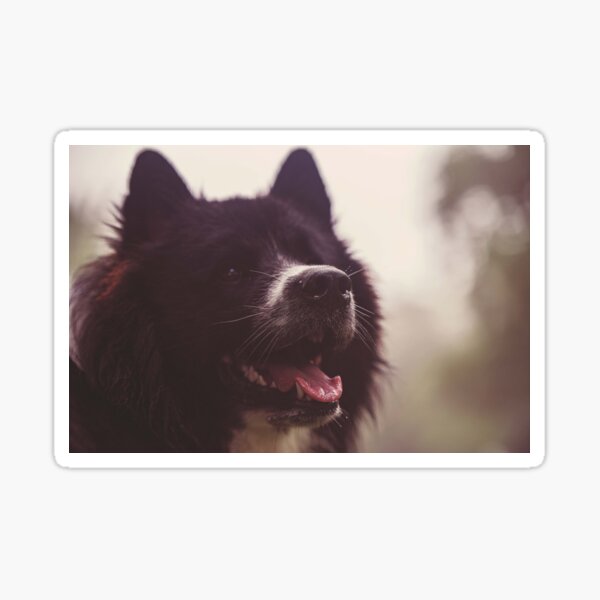 Dog Sticker