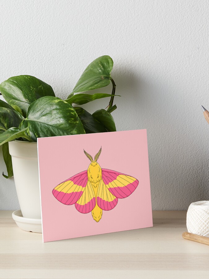 Rosy Maple Moth Art Board Print for Sale by ensdraws