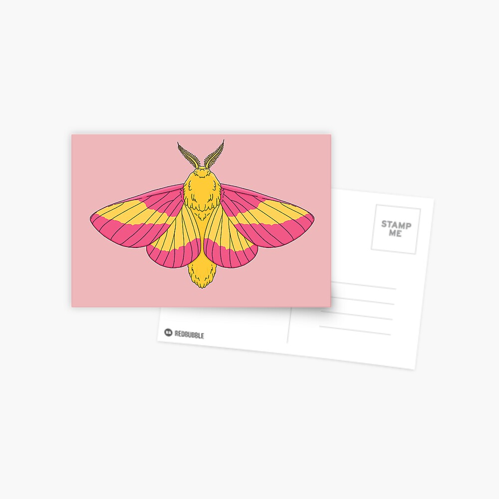 Rosy Maple Moth Art Board Print for Sale by ensdraws