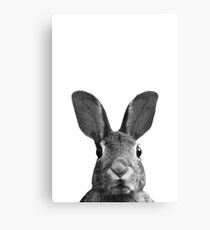 Hase Leinwanddruck