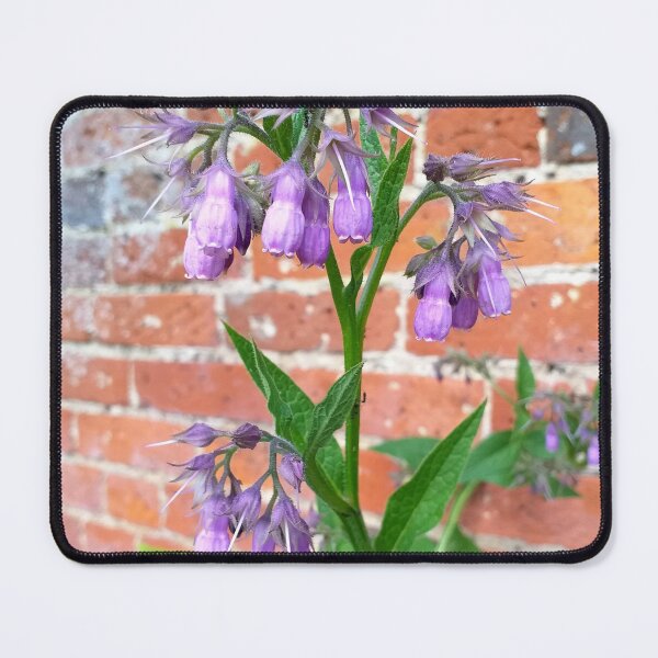 Item preview, Symphytum plant within walled garden designed and sold by Floral-Art.