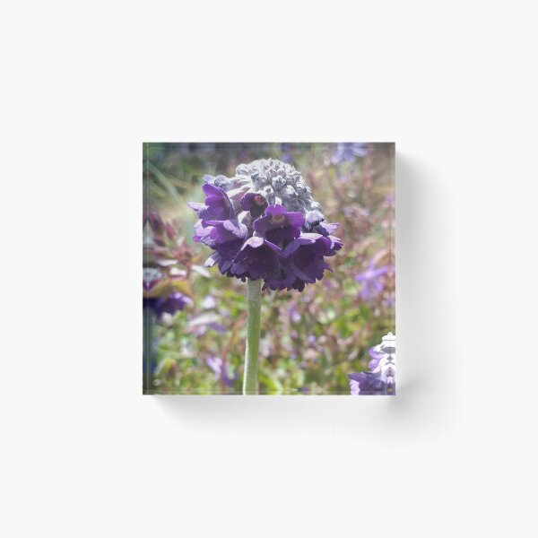 Item preview, Primula capitata designed and sold by Floral-Art.
