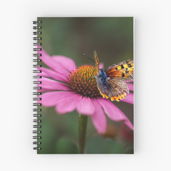 Item preview, Butterfly On Echinacea Flower designed and sold by Alisonchambers2.