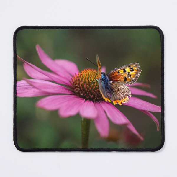 Item preview, Butterfly On Echinacea Flower designed and sold by Alisonchambers2.